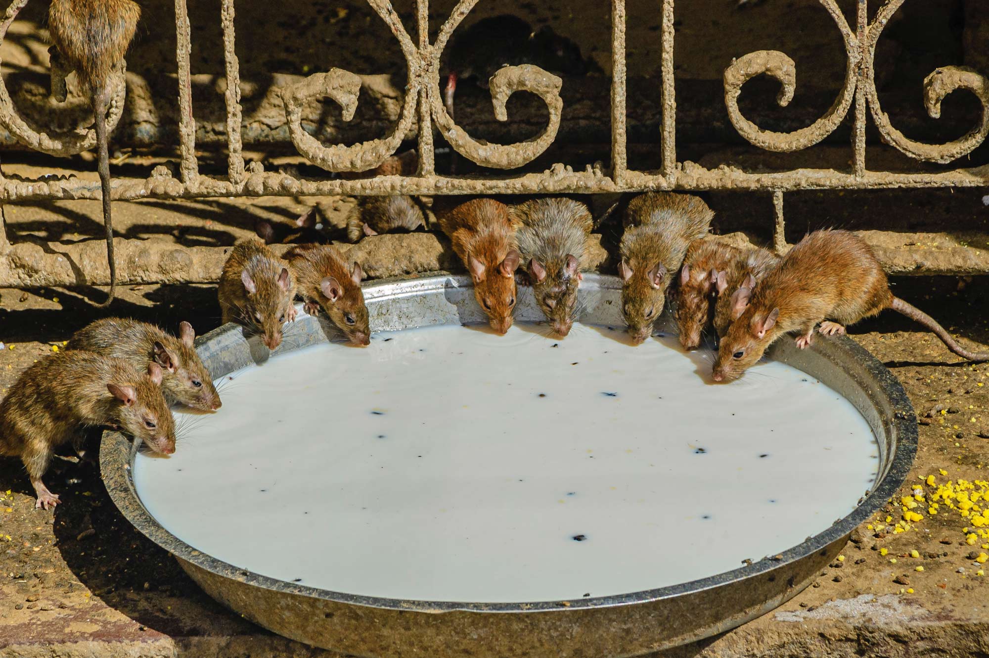 Hram štakora u Indiji