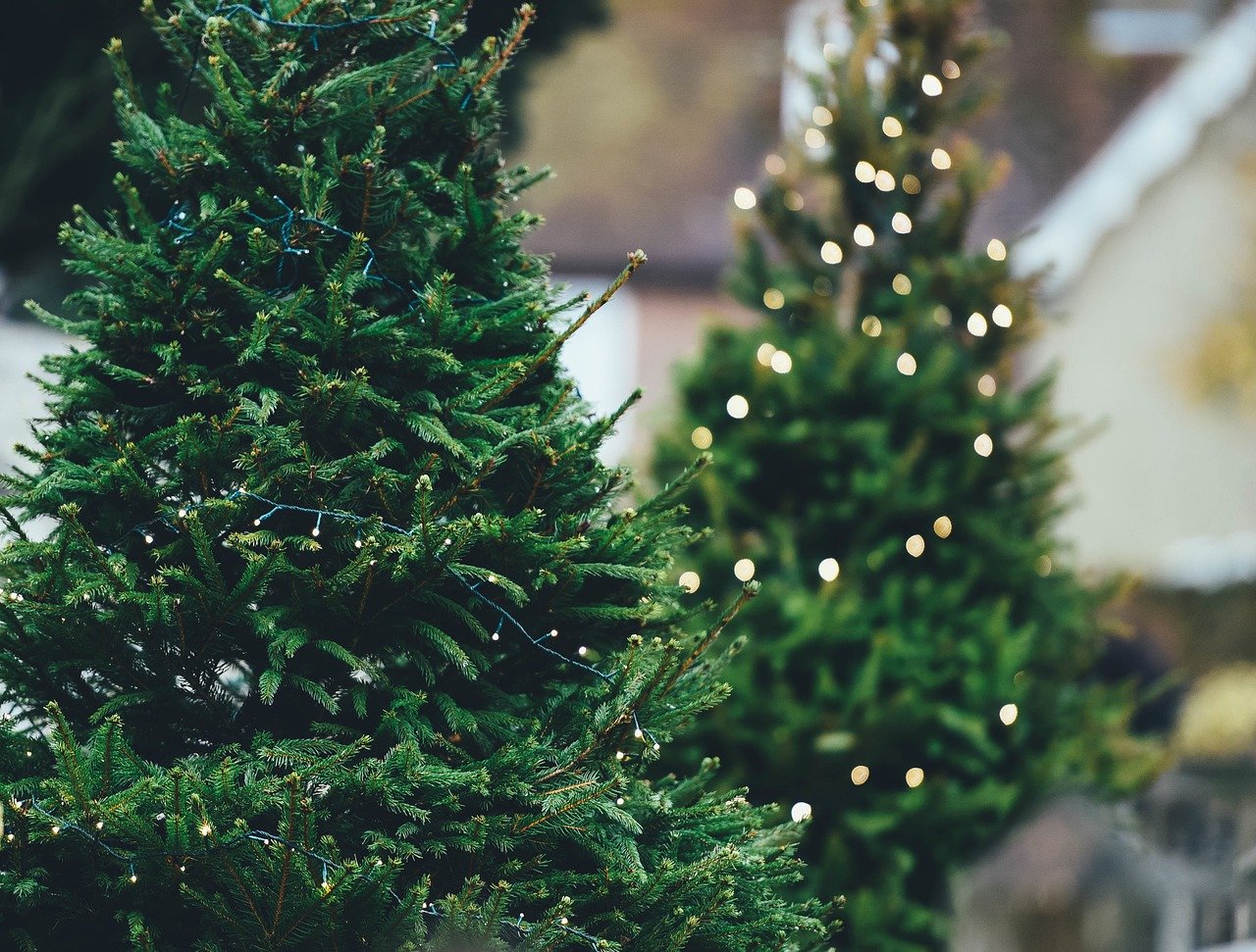 božićno drvce smreka i jela