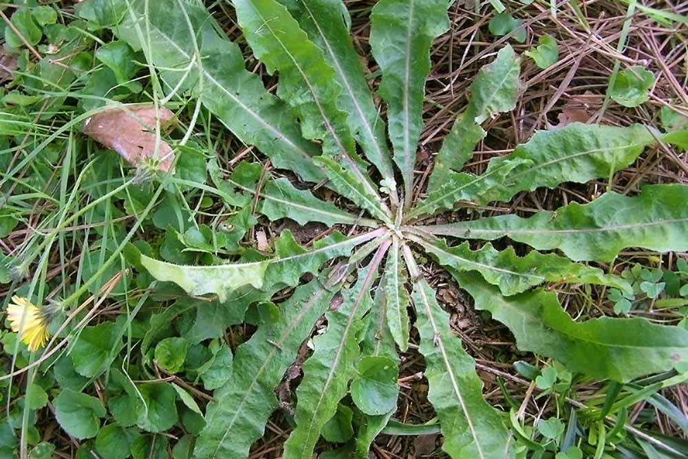 ​Dalmatinska mišancija - koje biljke brati i kako pripremati? Jagušac