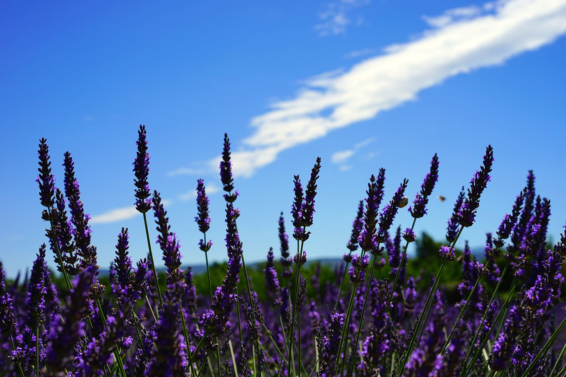 Ideje za vrt - Lavanda