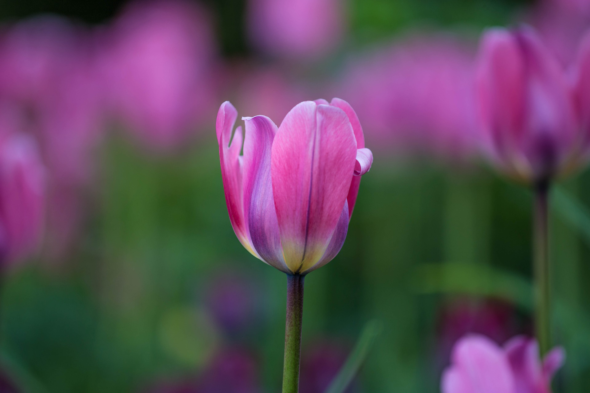 Ideje za vrt - Tulipani