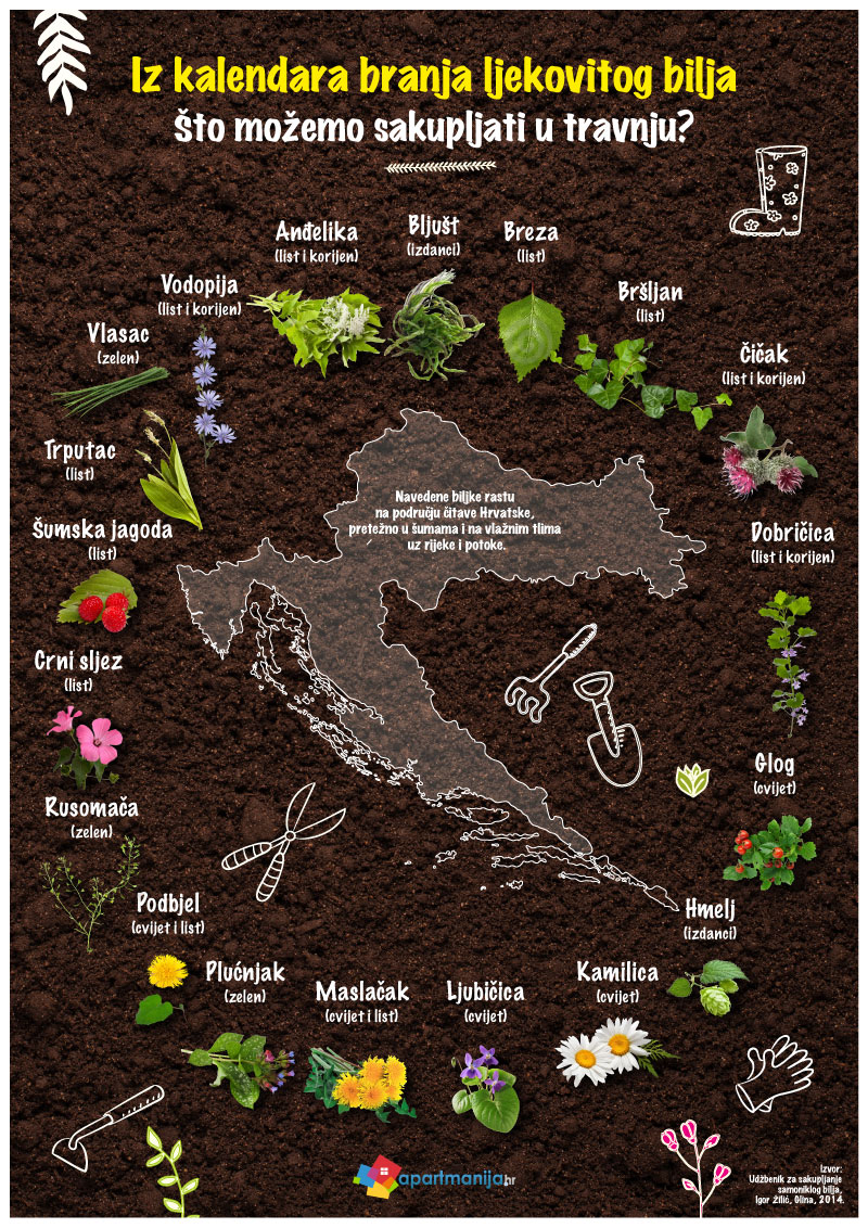 Kalendar branja ljekovitog samoniklog bilja travanj