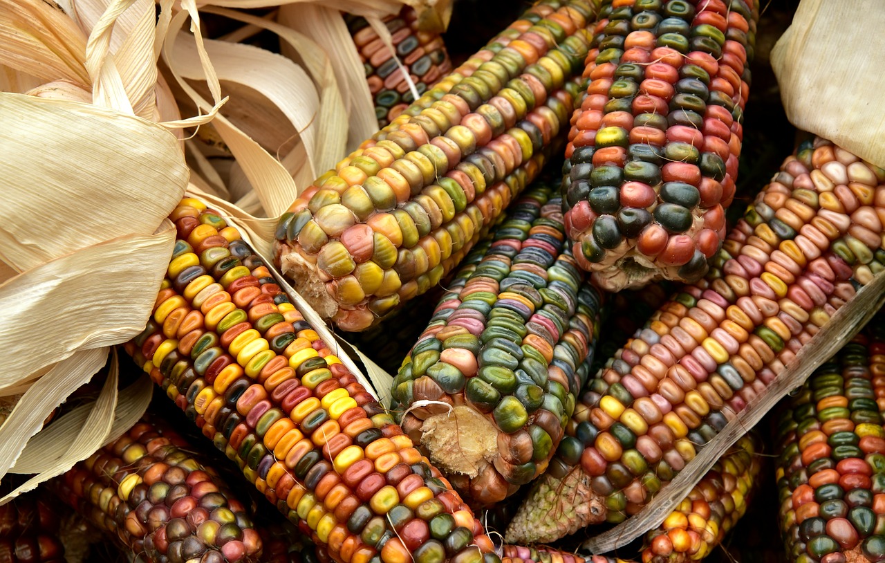 kukuruz plodovi jeseni za jesensku dekoraciju