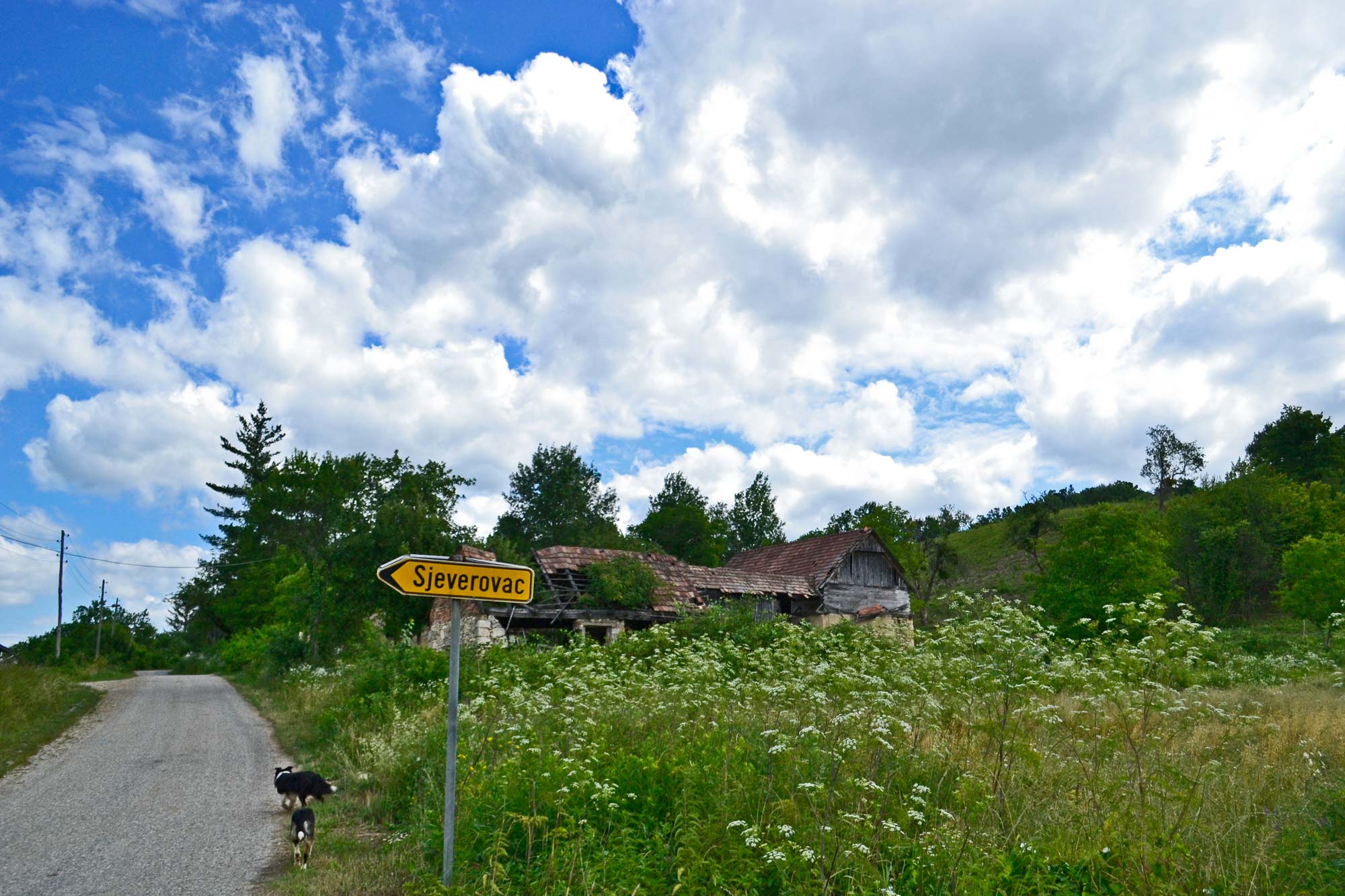 Sjeverovac na Baniji