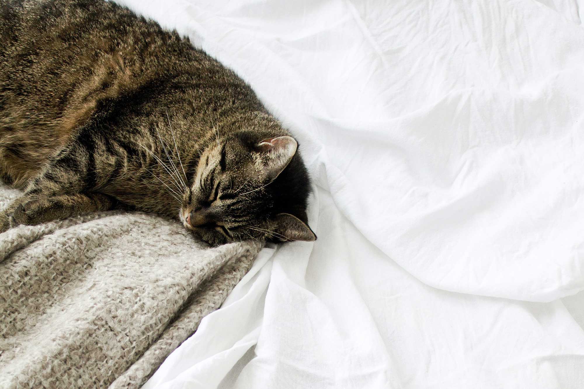 Najbolja posteljina za apartmane - mačka