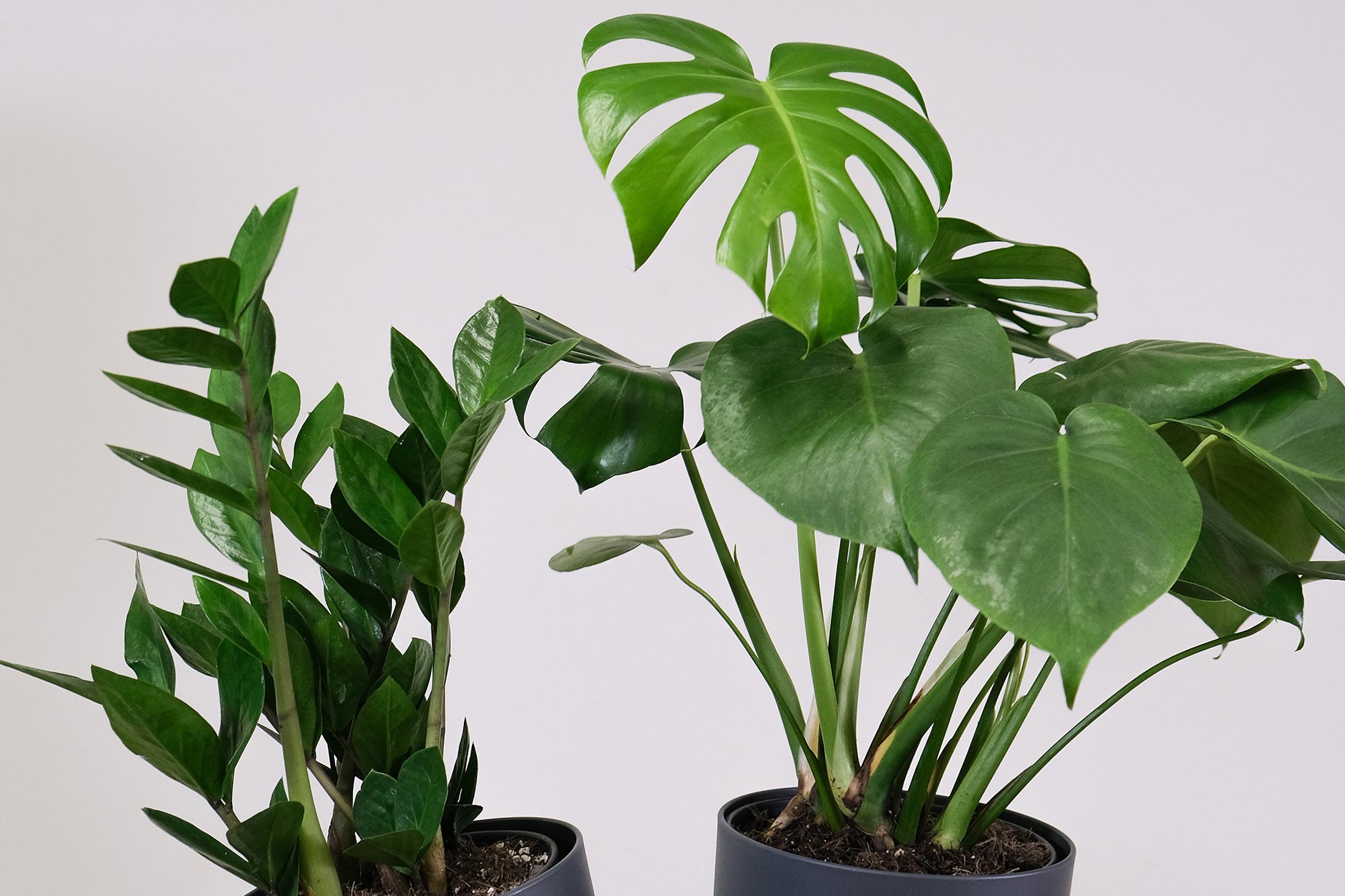 zamija i monstera