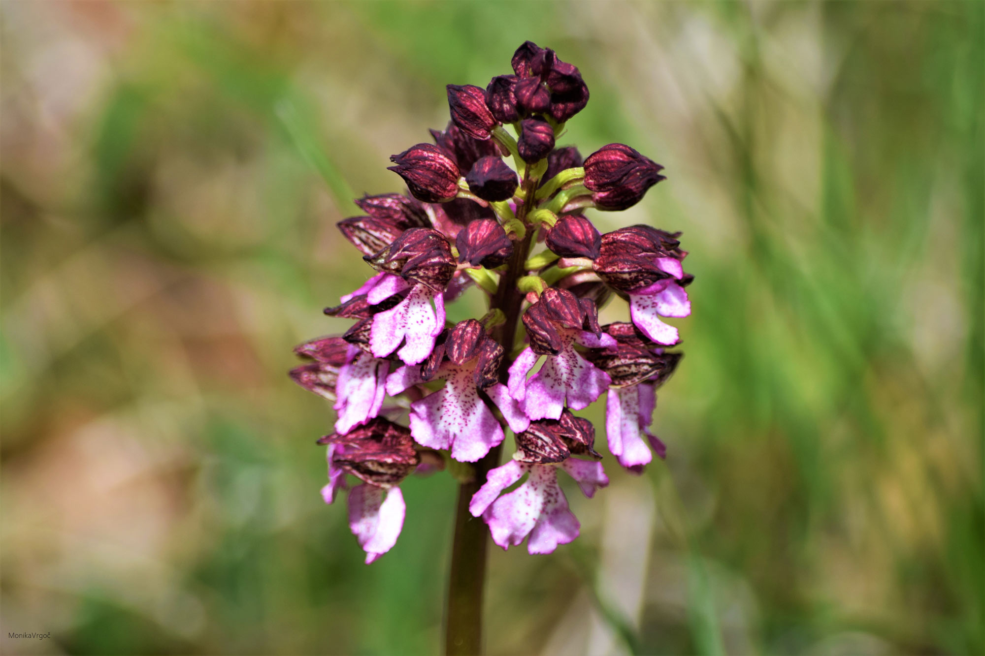 ...naglašavaju livadne orhideje čudesnih boja