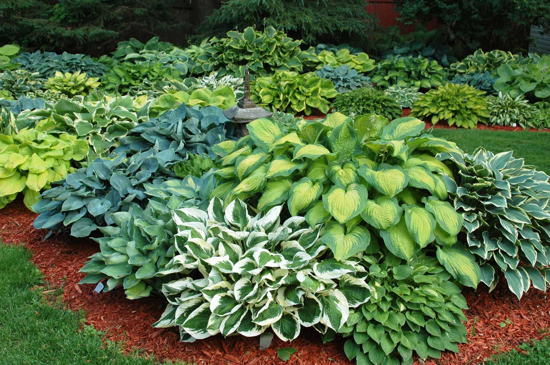 Hosta