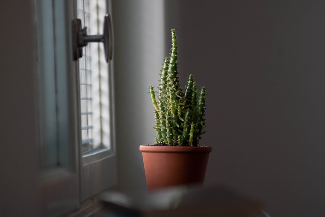 uzgoj kaktusa u stanu prednosti i nedostaci