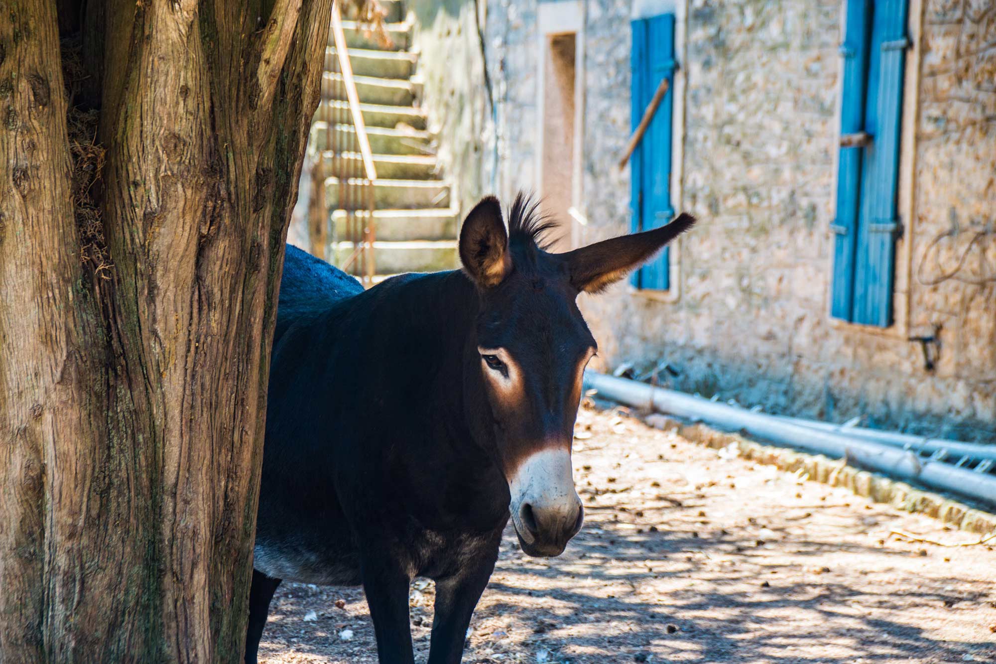 Magarac domaćin agroturizma